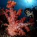 coral_soft_cr_gll_v_0371_kom0780.jpg